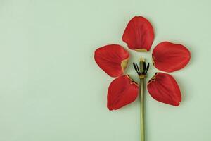 Torn off tulip petals on a green background are arranged in the form of another flower and copy space. Minimal creative concept for spring and festive event or anniversary invitation. photo