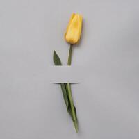Yellow graceful tulip on a gray background. Copy space for invitation text. Minimal spring and gift concept. photo