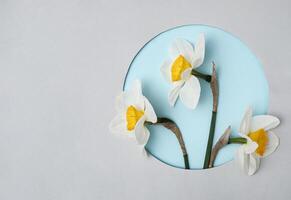 Three daffodils in a circle on a grey background. Spring concept and holiday greetings. photo