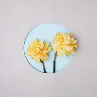Two yellow daffodils on a grey background with a round neckline in the background. Minimal concept of spring and family or friends anniversary and celebration invitation. photo