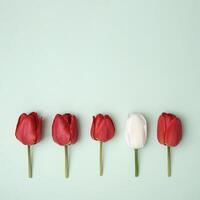 A row of red tulips on a green background and one flower is white and different in color from the others. Minimal concept of spring and party invitation and copy space. photo