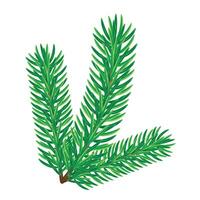 Beautiful lush pine branch on a white background, flat , isolate on white vector