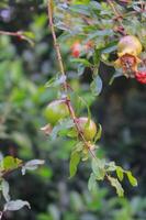 pomegranate tree in the garden photo