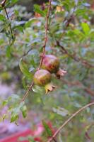 pomegranate tree in the garden photo