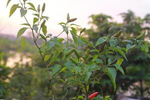 a plant with red peppers growing in the sun photo