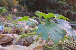 a bottle gourd plant growing in a pot with leaves photo
