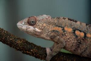A close-up image of a chameleon perched on a textured branch. photo