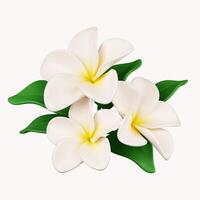 3d frangipani flowers .icon isolated on white background. 3d rendering illustration. Clipping path. photo