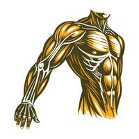 A vintage illustration of upper limbs vector