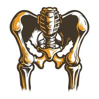 A vintage style illustration of hip joint bones vector