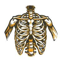 Sternum illustration designed in vintage style vector
