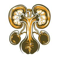 A vintage illustration of human urinary system vector