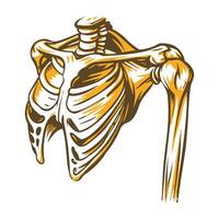 Vintage style illustration of shoulder joint vector