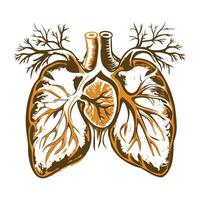 Vintage illustration depicting human lungs with veins vector