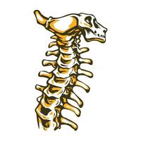 A vintage illustration of cervical vertebrae vector