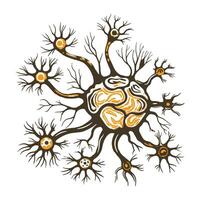 A vintage illustration of nerve pathways vector