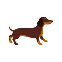 Cute brown dachshund standing with a playful expression in a simple design vector