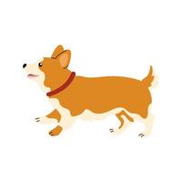 Corgi happily walking in a playful manner across a simple white background vector