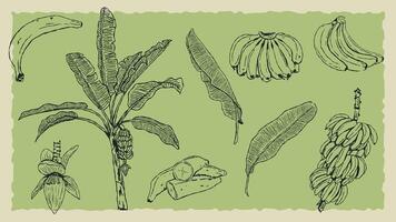 Set of doodle style illustrations about banana vector