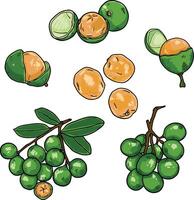 set of illustrations of mamoncillos or lemon trees. exotic fruit vector