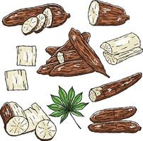 Set of illustrations of yuca, manioc or casabe vector