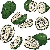 soursop illustration in color vector
