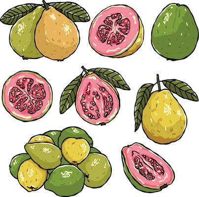 guava fruit illustration