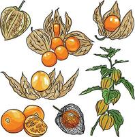 illustration of exotic fruit Uchuva. golden berry vector