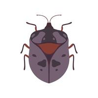 Bug Beetle Insect Species Top View Illustration vector
