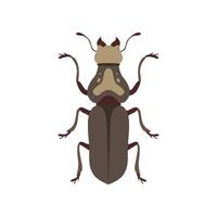 Beetle Insect, Bug Insect Species Top View Flat Illustration vector