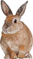 Hand drawn rabbit isolated on white background vector