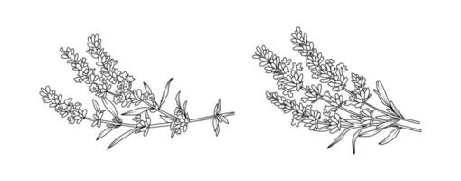 Lavender flower arrangement line art on white background. Silhouette botanical hand drawn element for wedding, invitation frame design, illustration vector