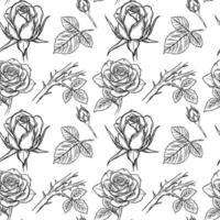 Seamless pattern, engraving, line drawing of rose by hand, bud. vector