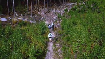 Happy friends walking in summer forest. Footage. Aerial view of hiking on green trail, concept of active lifestyle. video