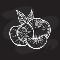 Peaches in engraving style on a black background vector