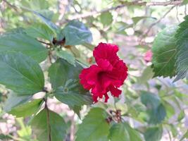 A blurry image of a single red flower in a forest. photo