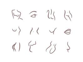 Body parts drawing in linear art style with brown on light background vector
