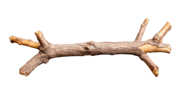 Natural rustic branch with multiple offshoots on transparent background png