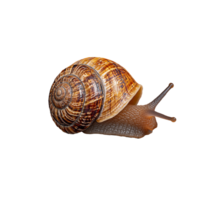Snail with Spiral Shell on Transparent Background png