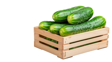 Fresh Cucumbers in Wooden Crate with Transparent Background png