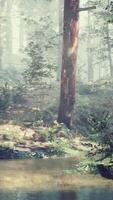 Panoramic view of the majestic evergreen forest in a morning fog video