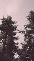 Winter pine tree forest with snow on trees video
