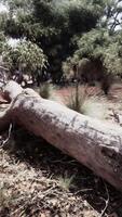 Trees and stones in Australian desert video