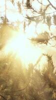 Sunset or dawn in a pine forest in spring or early summer video