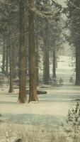 Beautiful Snowy White Forest In Winter Frosty Day video
