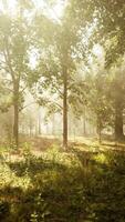 Rays of sunlight in a misty forest in autumn create a magical mood video