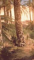 Palm trees in desert Liwa dunes video