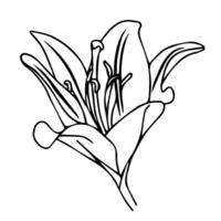 Lily flower in doodle style. illustration isolated on white background. vector