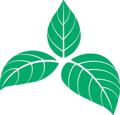 three green leaves without background
