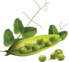 Realistic Green Peas with leaves vector